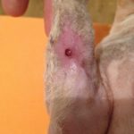 malattie della pelle - Mastocitoma_RIMOSSO