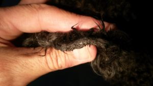 problemi di pelle nei nostri animali domestici