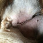 interventi chirurgici per animali domestici