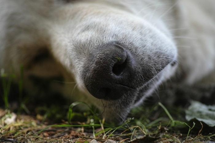 Cura mastocitoma del cane